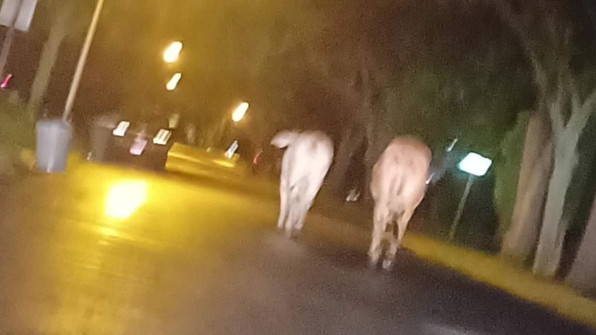 The search for two loose cows "moo-ving through Bowie" continues